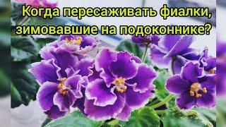 Фиалки на подоконнике зимой! Когда их начинать пересаживать для весеннего цветения? Как пересадить?