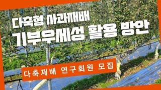 사과다축재배 기부우세성 활용방안은? 다축재배 연구회원 모집