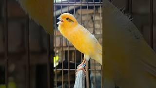 best song canary bird | bird sound #birds #animals #canary #funnyanimals