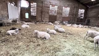 One minute in the life of sheep