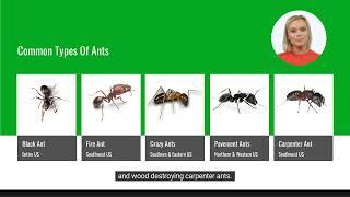 Ant Control - EcoGuard Pest Management