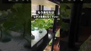部屋でレタス大量生産！もうスーパーでレタスを買わない！#水耕栽培 #フリルレタス#リーフレタス#レタス水耕栽培#家庭菜園#野菜