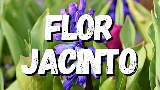 Flor Jacinto: Um Guia Completo Desta Planta