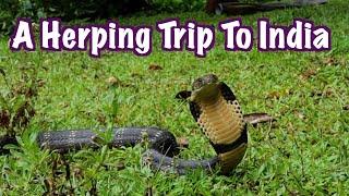 A Herping Trip To India