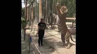 550lbs bengal tiger