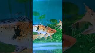 Aquarium shop in Bhagalpur | RR Aquarium shop