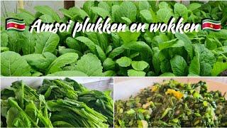  Surinaamse Amsoi plant |Pick mustard leaves and stir fry| EN subtitle|