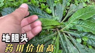 地胆头药用价值高，食补疗效显著，根部是广东人常用的煲汤材料