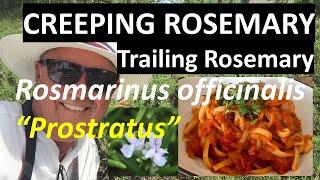 Creeping (Trailing) Rosemary - Rosmarinus officinalis prostratus, Coto de Caza, CA