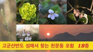 서해 바닷가 식물들 20여종 (천문동, 분꽃나무, 보리밥나무 등)