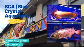 BEST AROWANA SHOP IN SINGAPORE | ASIAN AROWAN | SUPER RED & BLUE BASE GOLDEN CROSSBACK