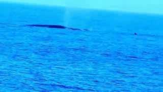 Canada Whales 1