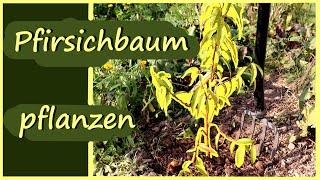 Pfirsichbaum  pflanzen │Stamm ziehen │ Verlosung Pfirsichbäumchen