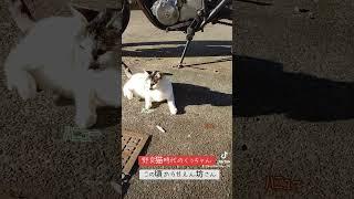 #手作り#猫#猫ご飯#野良猫#保護猫#猫カフェ#犬#ペット#らーめん#cat#背脂#塩らーめん#味噌ラーメン#tuki#晩餐歌#ねこ屋食堂#ランチ#カシスオレンジ#仙台#みれい#チュール#炊飯器