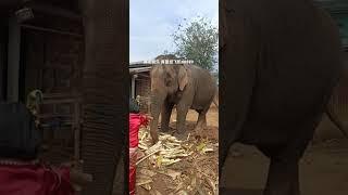 腾龙娱乐 华纳娱乐 缅甸果敢老街 了解咨询客服纸飞机tl8889