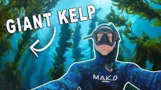 Free Diving the California Coast and Catalina Island