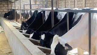 40 Litres per Cow in Kajiado: She Has turned dry Kajiado to a Milk Hub with Her Dairy Farm.