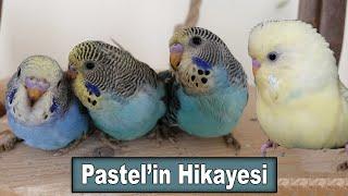 Evcil Muhabbet Kuşu Pastel Üretim Hikayesi