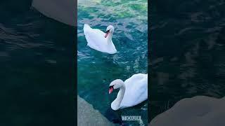Hồ Zurich - Tuyệt tác của thiên nhiên | Du lịch Thụy Sĩ | Đất nước đẹp nhất thế giới #shorts