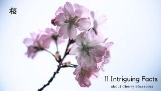 Sakura | 11 Things You Never Knew About Japanese Cherry Blossoms