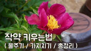 작약 키우기 알기 쉽게 총정리 (물주기, 가지치기, 번식, 비료, 병충해 등) How to grow Peony Flowers