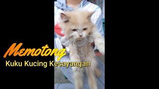 Memotong Kuku Kucing Kesayangan Jojo #shorts