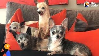 Senior Chihuahua Dogs Enjoy Retirement With New Mom | The Dodo