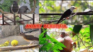 Hoàn thiện Aviary bán tự nhiên và ngắm nhìn nhiều loài chim tuyệt đẹp || Đạt Bird TV