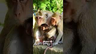 #deedee#devi#jenifer #monkeyupdate #babyanimal #luno #monkeychannel #babymonkey #cute #newbornmonkey