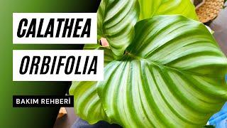 Calathea orbifolia bakımı ‍: | Ev Yeşili