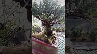 Tùng Nhật #bonsai #caycanh# tieuphongbonsai#bonsai