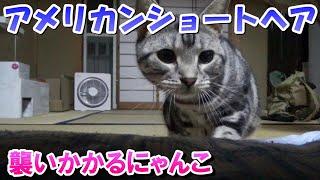 襲いかかる猫～がおーっ（アメリカンショートヘア）