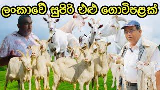 Goat Farming with Good Management in Sri Lanka ලංකාවෙ සුපිරිම එළුවෝ සෙට් එක