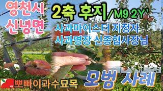 영천시 신녕면 후지/M9 2축 2년차. 사과마이스터 지정자, 사과명장의 과수원. 21년 10월 3일 [뽀빠이과수묘목]