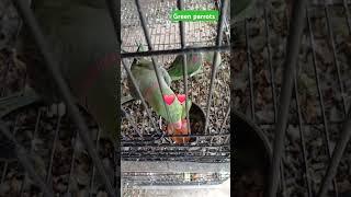 Green parrot  #arham vlog #birds#greencolor #new vlog#youtube #arham