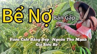 Siêu Hot! Bán Lô Đất Cafe Đắk Nông Giá Rẻ - Khu Dân Cư Đông Đúc, Nguồn Thu Mạnh, Đầu Tư Ngay!