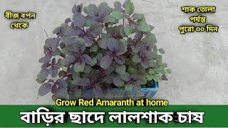 How to grow red amaranth at home