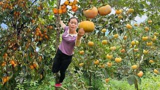 Harvesting Sapodilla and Selling It at the Market - Gardening, Looking after Beans | Trieu Mai Huong