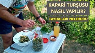 KAPARİ TURŞUSU NASIL YAPILIR? FAYDALARI NELERDİR?HOW TO MAKE CAPER PICKLES CÓMO HACER PICAS DE CAPER