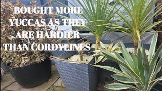 BUY YUCCAS, CORDYLINES or both - plants down to -20°C