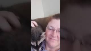 Mindy the raccoon loves scratches