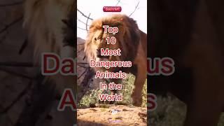 Top 10 Most Dangerous Animals In The World #viralvideo #shorts