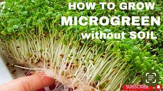 Growing Vegetable without Garden, How to Grow Sprout/Microgreens without using soil, high yield.