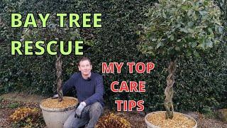 Bay Tree Care | Bay Tree Rescue | Laurus Nobilis