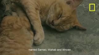 Dokumentari kucing (Sharifah si Kucing Oren) : Nat Geo