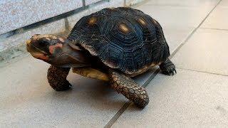 紅腿象龜 黑胖redfoot tortoise~│猩巴達