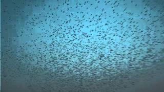 Starlings at Ham Wall on the Somerset Levels Feb 2012-1/1