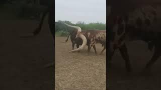 African Cow with longest horns in the world #andrewschulz #sapi #inekvideoları #sapingamuk #abn