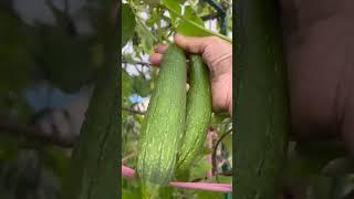 #Organic Sponge Gourd #harvesting #shorts