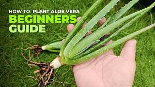 How To Plant Aloe vera: A Beginners Guide